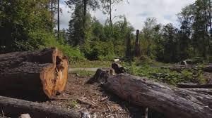 Best Hazardous Tree Removal  in Uniontown, AL