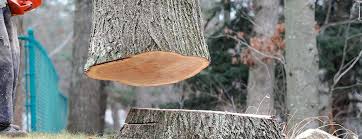 Best Tree Risk Assessment  in Uniontown, AL