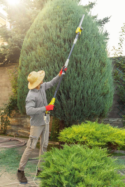 Best Root Management and Removal  in Uniontown, AL