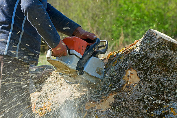 Best Tree Removal  in Uniontown, AL